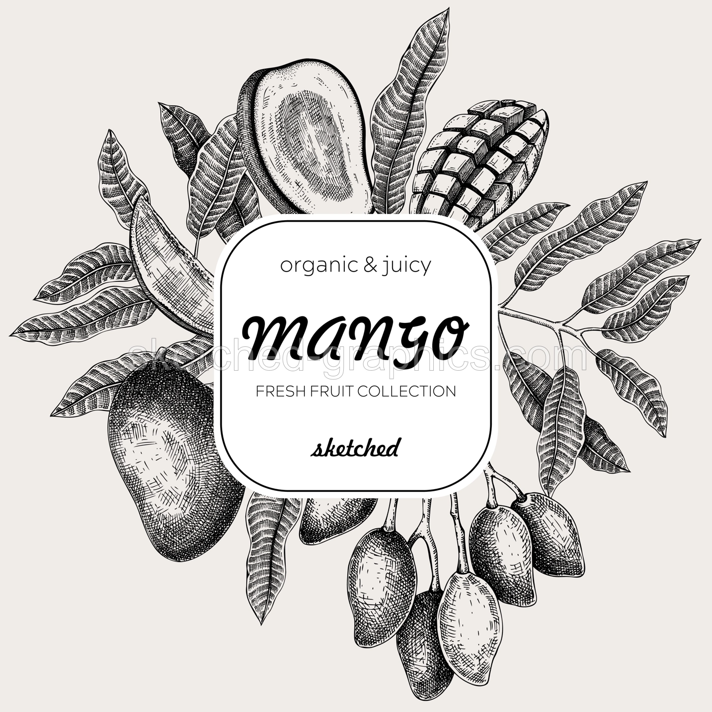 Summer background. Tropical fruit sketches. Mango hand-drawn vector illustration. Exotic plants frame. Juice packaging, invitation card template, print design. NOT AI generated Illustration